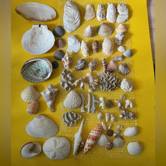 Huge Collection Sea Shells Scallop Conch Mitra Conus Abalone Coral  Clams Oyster - Picture 1 of 15